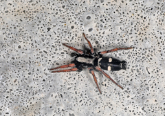 Poecilochroa