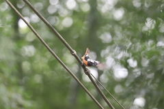 Phoenicurus auroreus