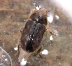Heterocerus obsoletus