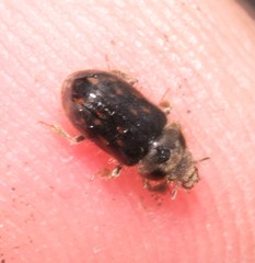 Heterocerus obsoletus