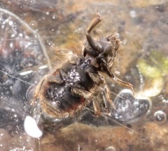 Heterocerus obsoletus