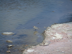 Charadrius alticola