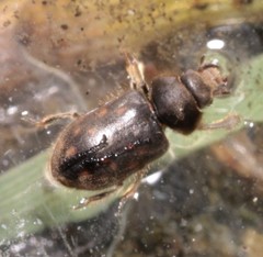 Heterocerus obsoletus