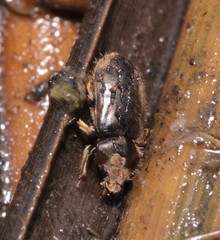 Heterocerus obsoletus
