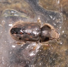 Heterocerus obsoletus