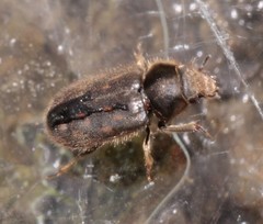 Heterocerus obsoletus