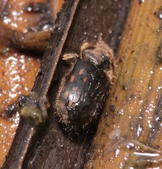Heterocerus obsoletus