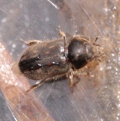 Heterocerus obsoletus