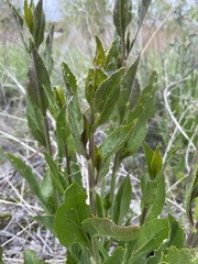 Brassicaceae