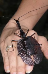 Mormolyce phyllodes