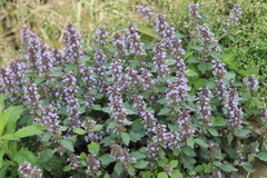 Ajuga nipponensis