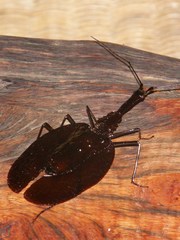 Mormolyce phyllodes