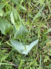 Blackstonia perfoliata