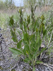 Brassicaceae