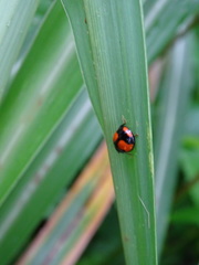 Coelophora biplagiata