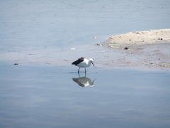 Recurvirostra andina