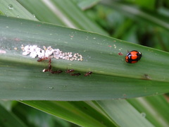 Coelophora biplagiata