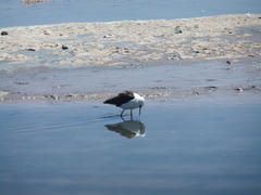 Recurvirostra andina