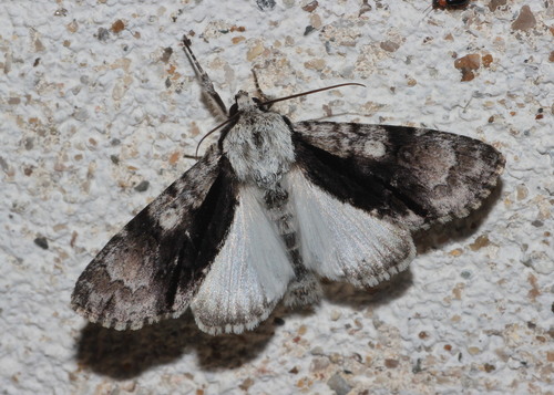 Alder Moth