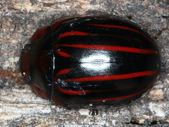 Paropsisterna semivittata