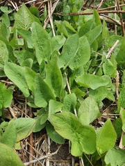 Cicerbita macrophylla