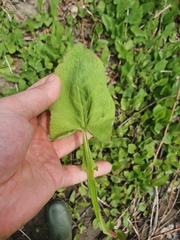 Cicerbita macrophylla