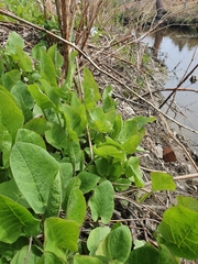 Cicerbita macrophylla