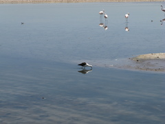 Recurvirostra andina