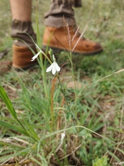 Rhinacanthus xerophilus