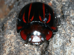 Paropsisterna semivittata
