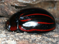 Paropsisterna semivittata