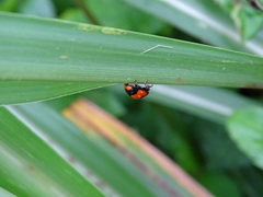 Coelophora biplagiata
