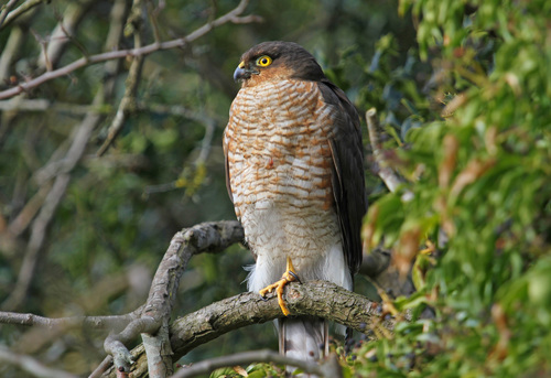 Gavilán común (Accipiter nisus)