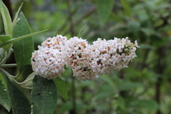 Buddleja officinalis