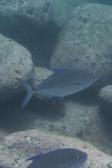 Ferdauia orthogrammus