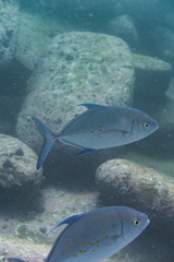 Ferdauia orthogrammus