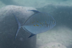 Ferdauia orthogrammus