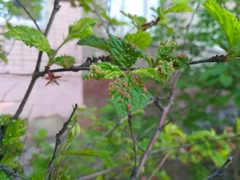 Eriophyes similis