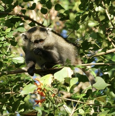 Cercopithecus mitis labiatus