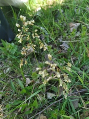 Anthoxanthum nitens