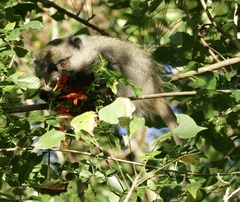 Cercopithecus mitis labiatus