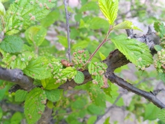 Eriophyes similis