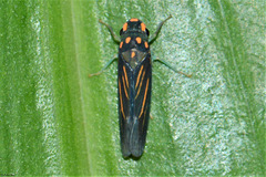 Anagonalia