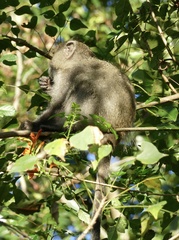 Cercopithecus mitis labiatus
