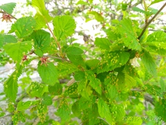 Eriophyes similis