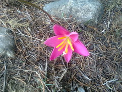 Zephyranthes carinata