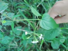 Commicarpus