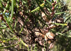Hakea mitchellii