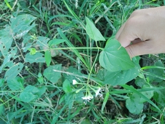 Commicarpus