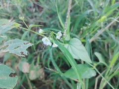 Commicarpus